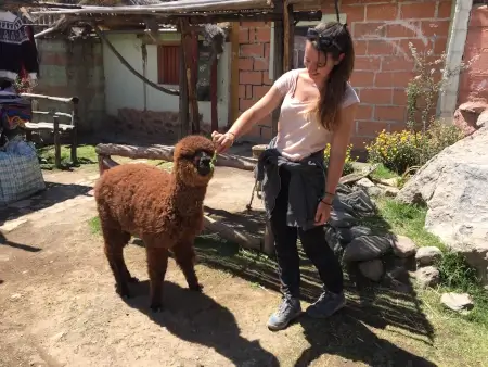 femme qui nourrit un alpaga à colca | itinerares