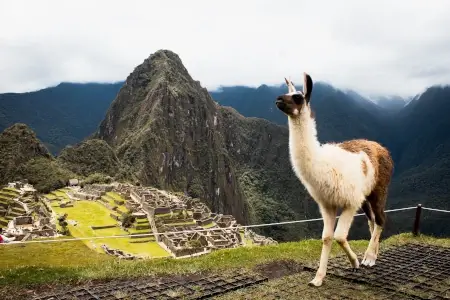 Lama qui pose devant le machu picchu | itinerares