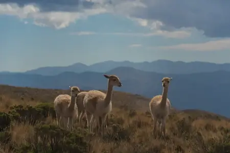 3 vigognes sauvage qui broutent dans la prairie de Quebrada de Humahuaca, Jujuy, Argentine | itinerares