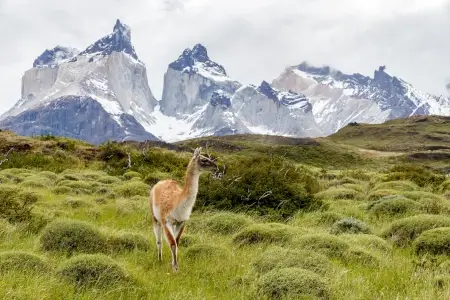 un guanaco sauvage dans les montagnes de patagonie | itinerares