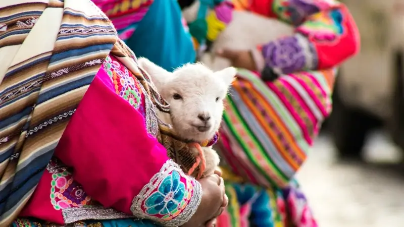 bébé lama porté dans des bras | itinerares