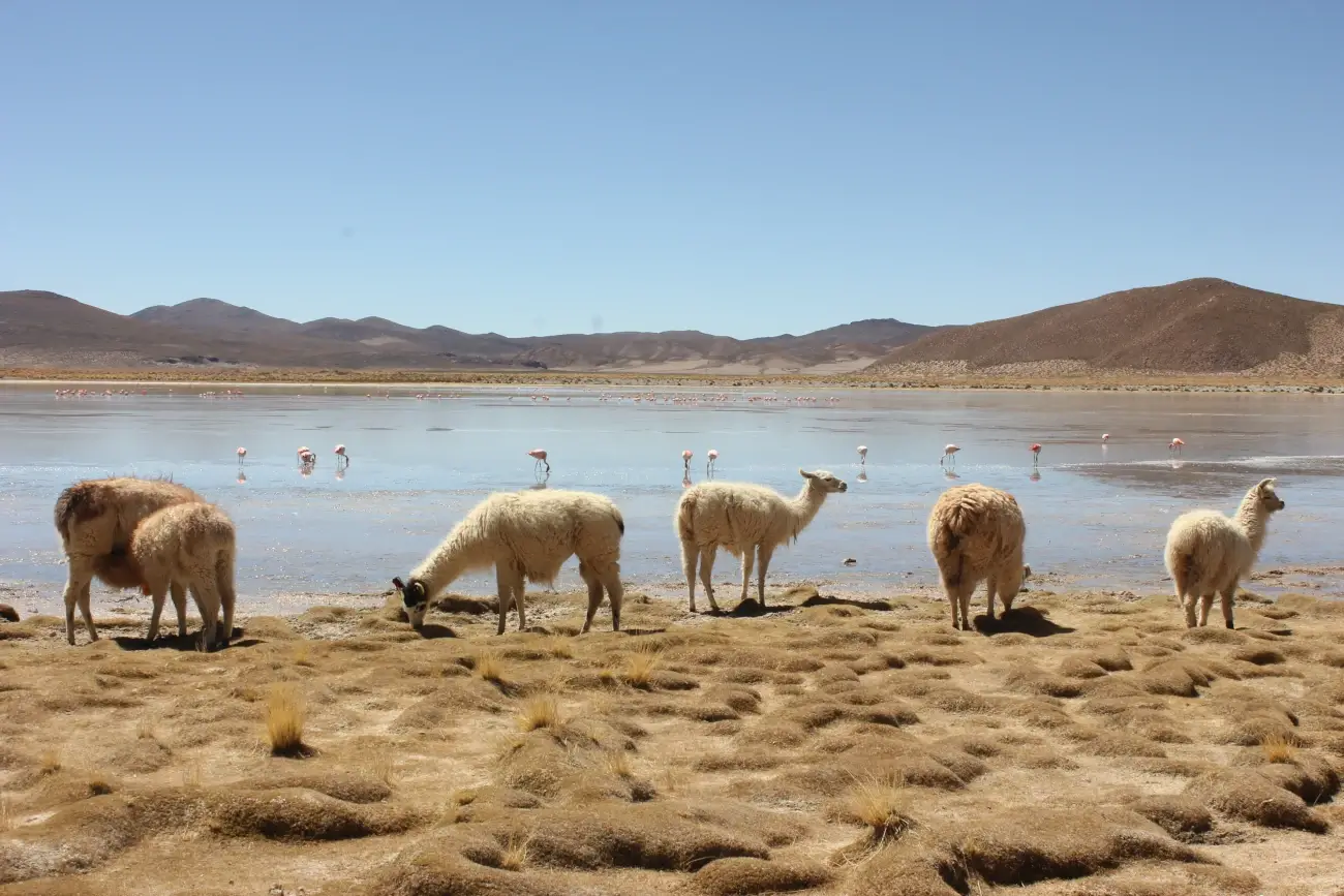 Lamas au premier plan et flamants roses au deuxième plan | itinerares