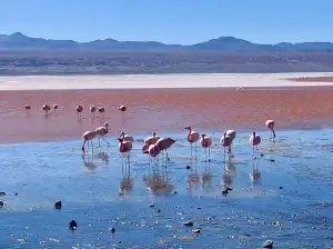 Flamants roses dans une lagune colorée rouge entourée de montagnes | itinerares