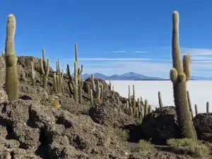 Paysage de cactus avec en fond un désert de sel | itinerares