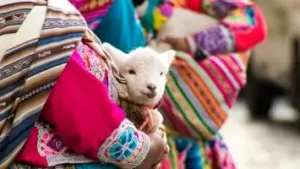 bébé lama tenu par une femme portant des vêtements colorés | itinerares