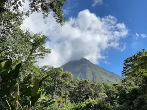 Arbres verts et volcan au loin | itinerares