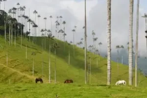 Vallée très verte avec de grands palmiers de cire et des chevaux | itinerares