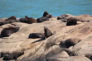 phoques allongés au soleil sur des rochers devant l'océan | itinerares