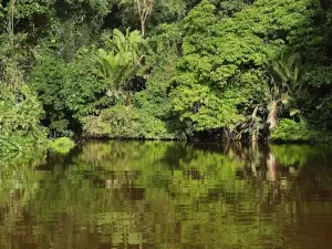 Canal d'eau dans la jungle entouré d'arbres verts | itinerares